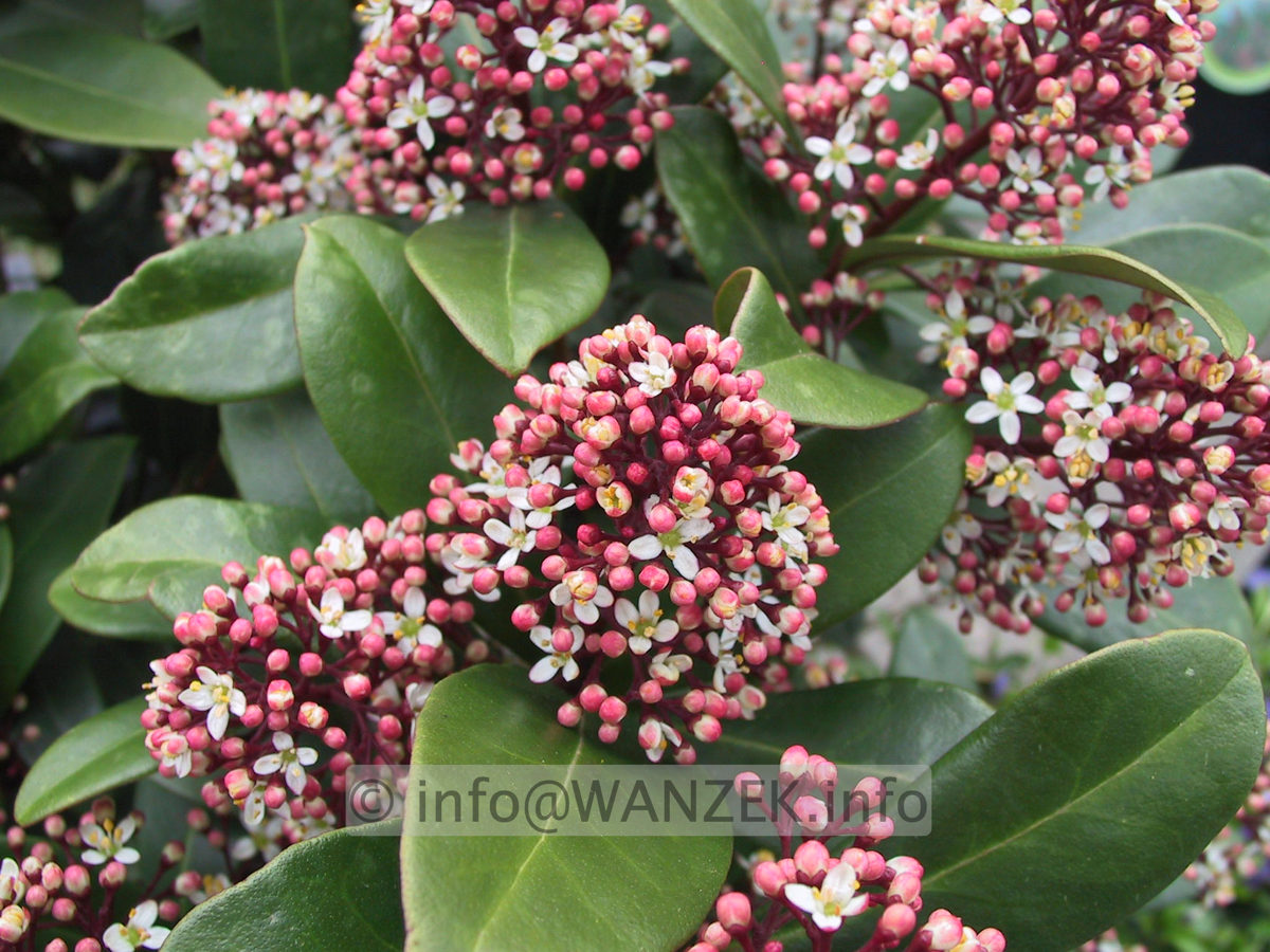 Skimmia japonica Rubella 03 halboffene Bluete.JPG